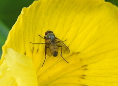 Thricops semicinereus