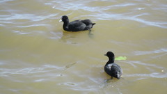 Fulica atra