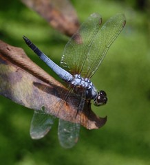 Brachydiplax chalybea