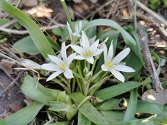 Ornithogalum lanceolatum