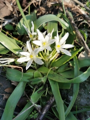 Ornithogalum lanceolatum