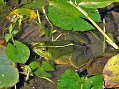 Euphlyctis hexadactyla