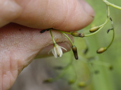 Dianella nigra