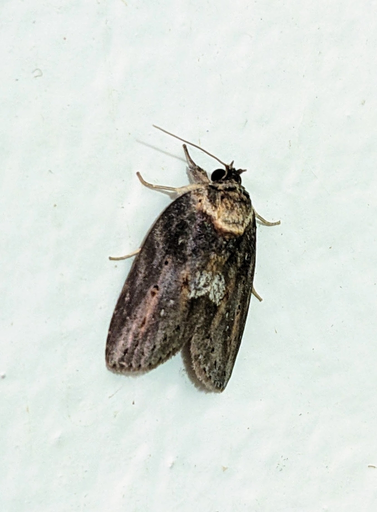 Phaeothripa