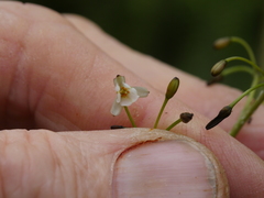 Dianella nigra