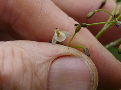 Dianella nigra