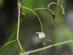 Dianella nigra