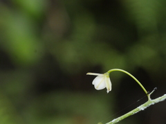 Dianella nigra