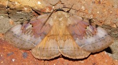 Hypopyra africana