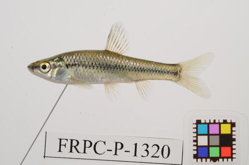 Pseudorasbora parva