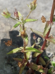 Gratiola pedunculata