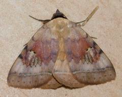 Hypopyra africana