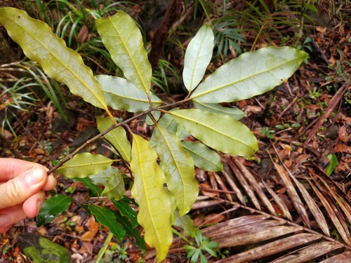 Cryptocarya phyllostemon observed 2025-11-13