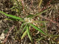 Alternanthera denticulata