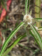 Alternanthera denticulata
