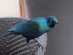 Lamprotornis chalybaeus