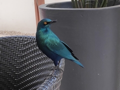 Lamprotornis chalybaeus