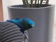 Lamprotornis chalybaeus