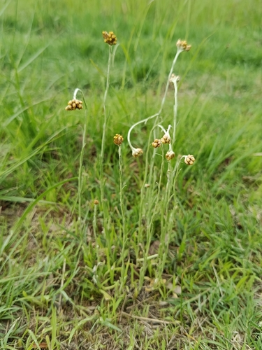 Jersey Cudweed