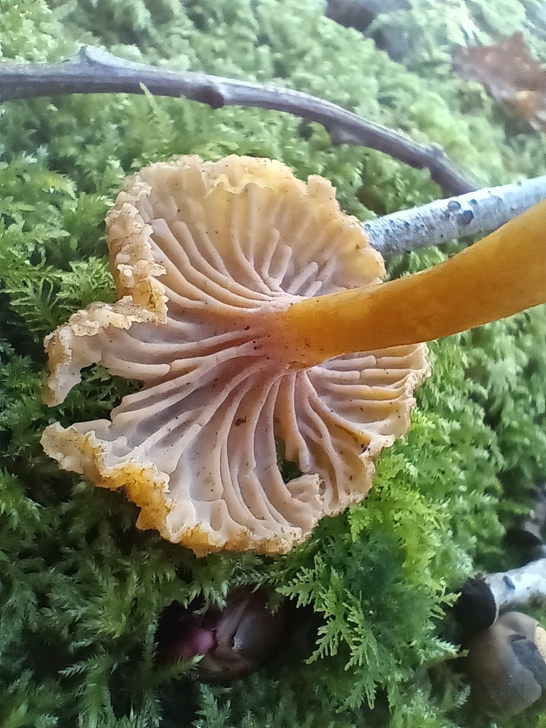 Craterellus tubaeformis · December 2025 · photo: © considerthelilies (iNaturalist, cc-by)