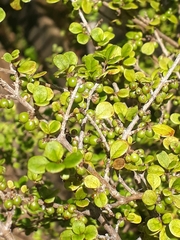 Coprosma parviflora