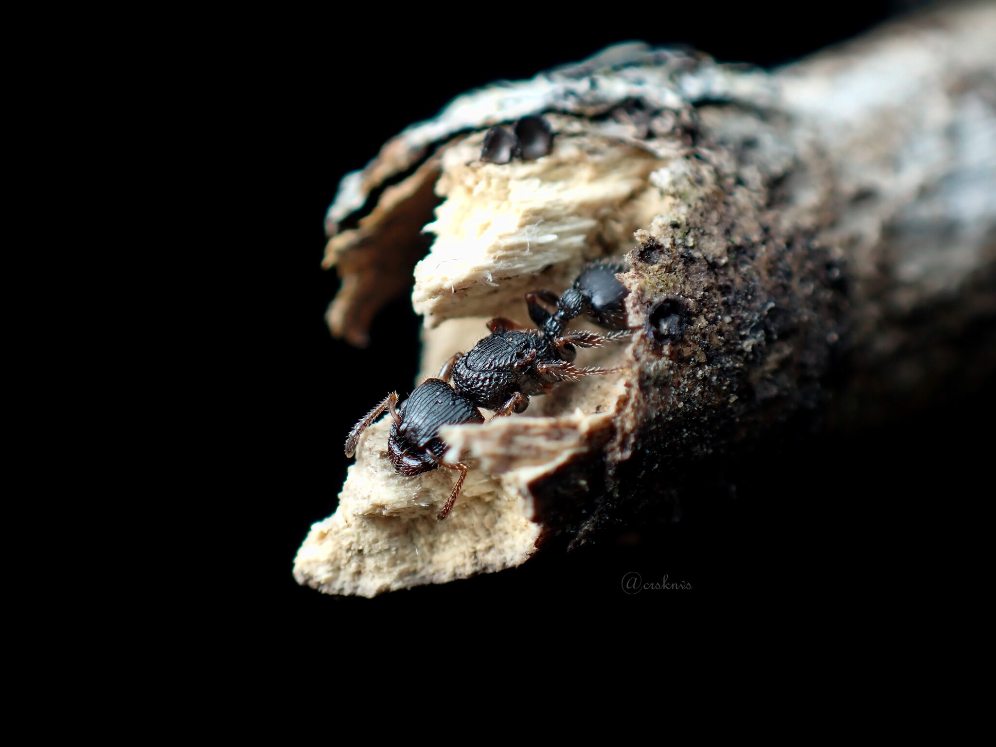 Dilobocondyla oswini