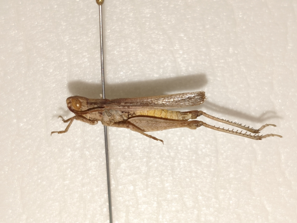 Duroniella gracilis