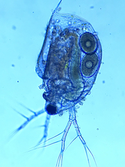 Daphniidae