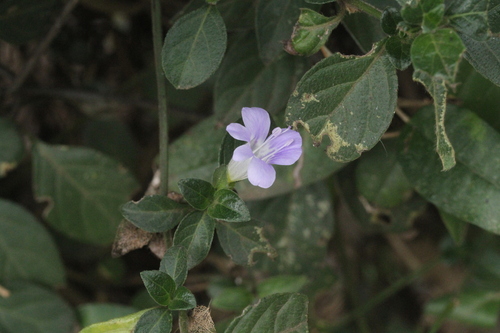 Barleria ventricosa
