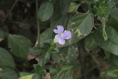 Barleria ventricosa