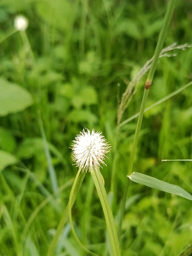White Flat-Sedge
