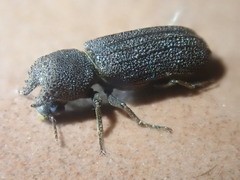 Bostrychoplites cornutus