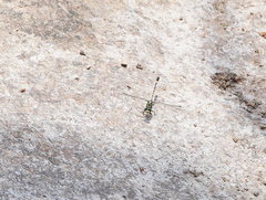 Austrogomphus cornutus