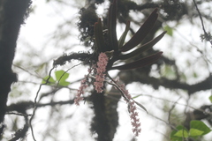 Rhipidoglossum rutilum