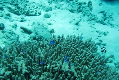 Paracanthurus hepatus