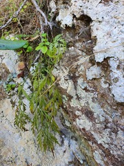 Asplenium haurakiense