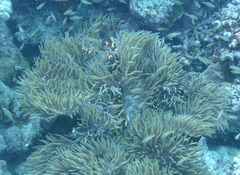 Amphiprion percula