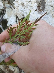 Asplenium haurakiense