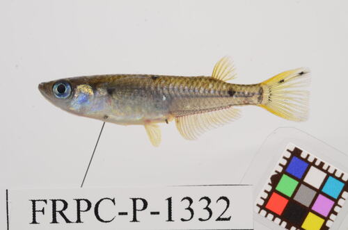 Oryzias latipes