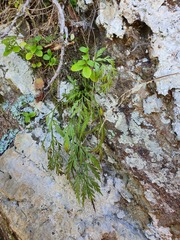 Asplenium haurakiense