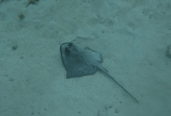 Speckled Maskray photo 4
