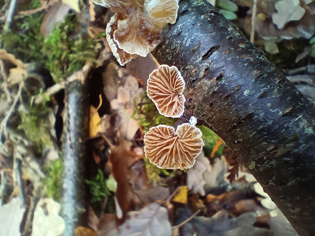 Crepidotus · December 2025 · photo: © considerthelilies (iNaturalist, cc-by)