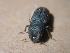 Bostrychoplites cornutus