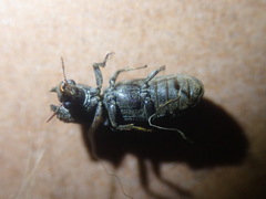 Bostrychoplites cornutus