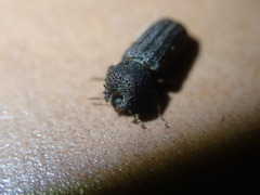 Bostrychoplites cornutus