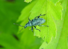 Phyllobius maculicornis