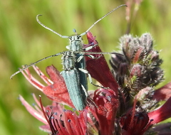 Phytoecia caerulescens