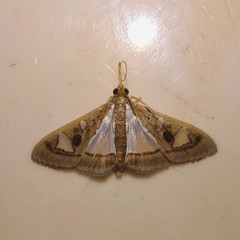 Glyphodes bivitralis