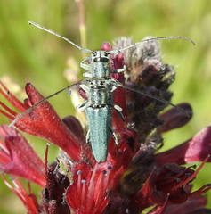 Phytoecia caerulescens
