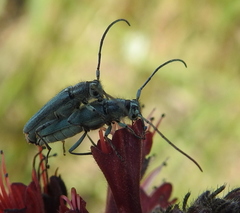 Phytoecia caerulescens